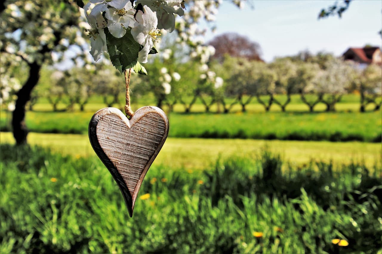 One Tree Planted: Planting Trees, Making a Difference